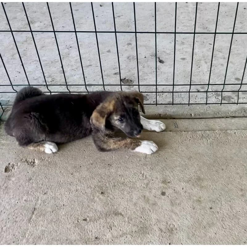 Blacky Girl, female 4yo Mixed Breed for adoption at All Souls Rescue Center, Vedea