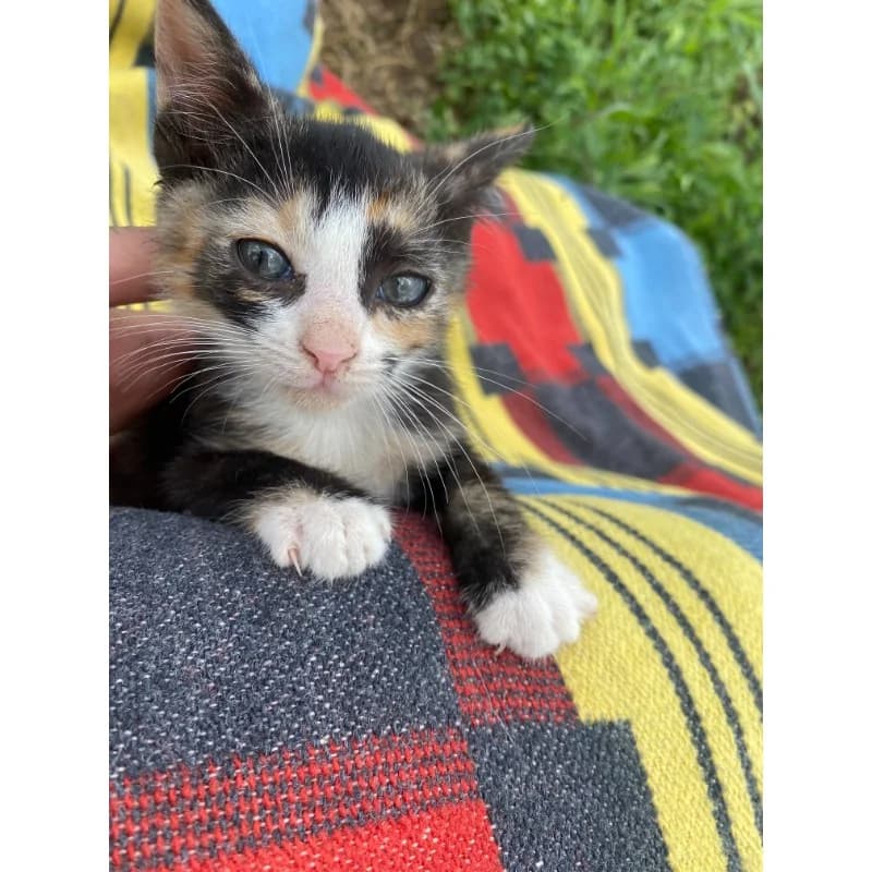 Calico young girl, female Mixed Breed for adoption at All Souls Rescue Center