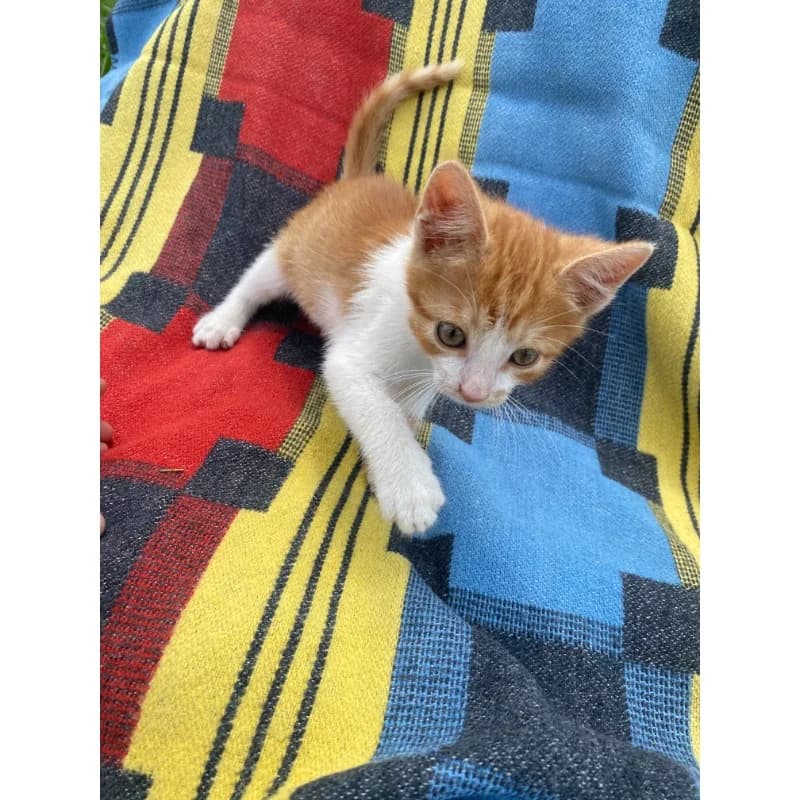 Constanta Boy, male Mixed Breed for adoption at All Souls Rescue Center