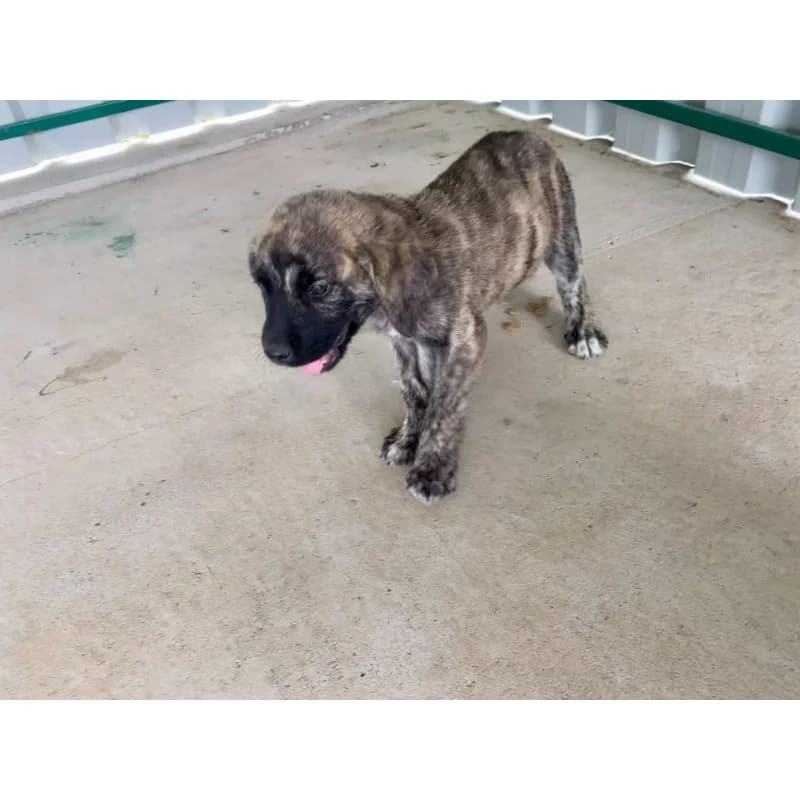 Crazy Ears Boy, male 4yo Mixed Breed for adoption at All Souls Rescue Center, Vedea