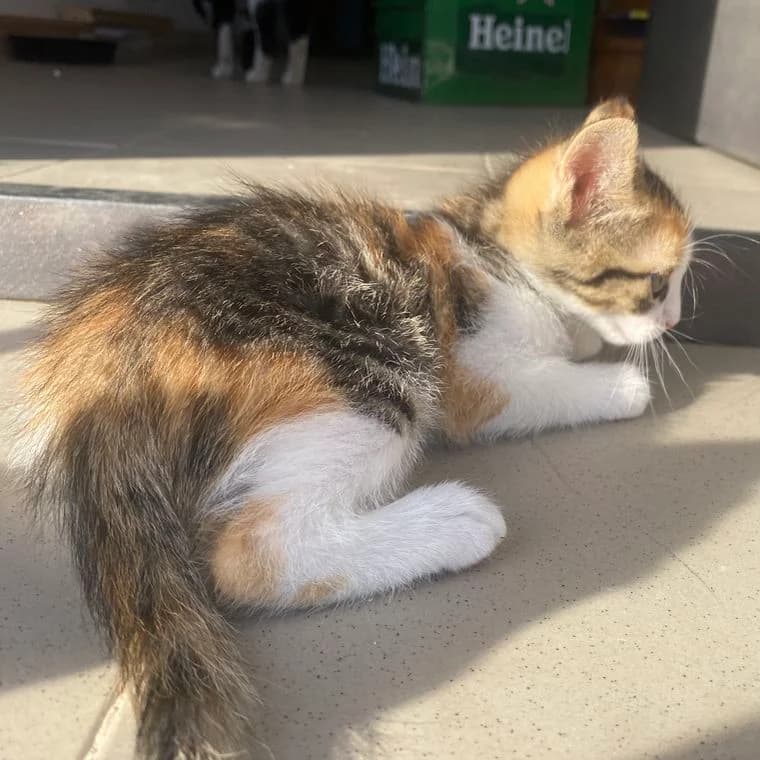 Cute Makeup Girl, female Mixed Breed for adoption at All Souls Rescue Center