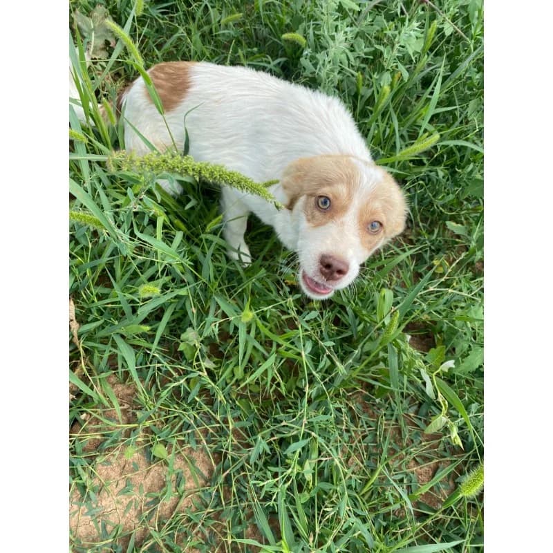 Kinky girl, female Mixed Breed for adoption at All Souls Rescue Center