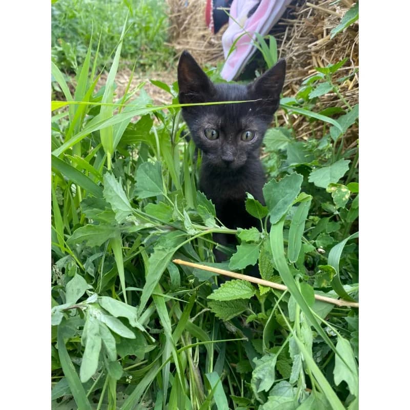 Left eyebrow, Mixed Breed for adoption at All Souls Rescue Center