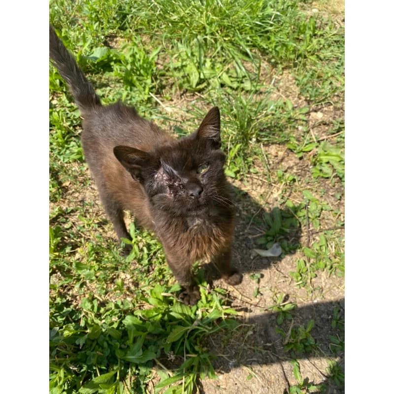 Like Jack Sparrow, male 4yo Mixed Breed for adoption at All Souls Rescue Center, Vedea
