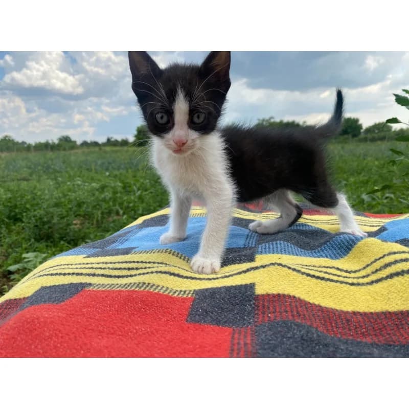 Little Bride, Mixed Breed for adoption at All Souls Rescue Center