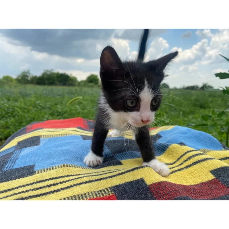 Little Groom, Mixed Breed for adoption at All Souls Rescue Center