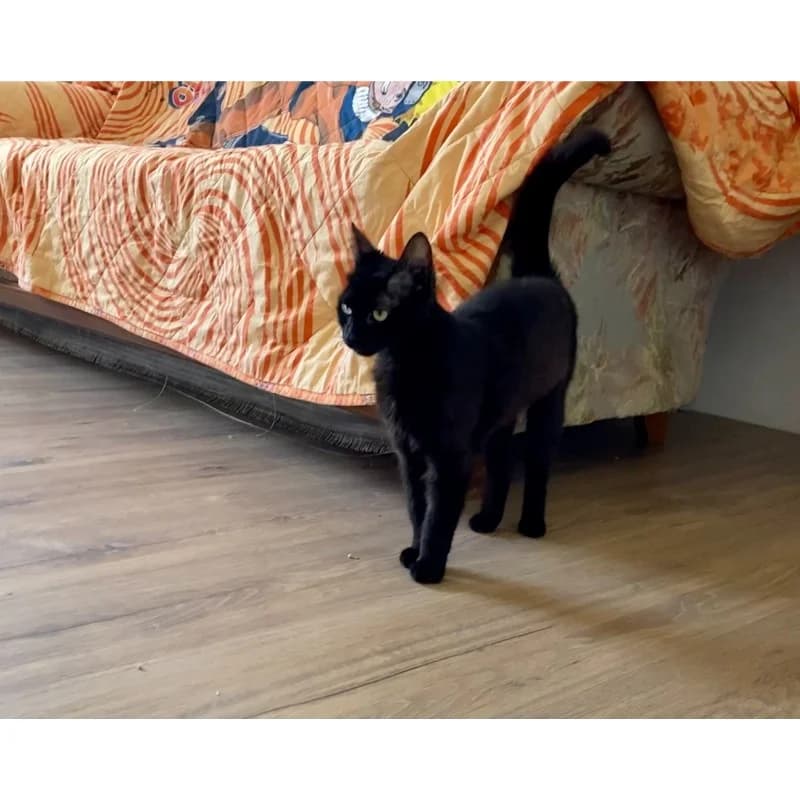 Miki’s Sister, Mixed Breed for adoption at All Souls Rescue Center