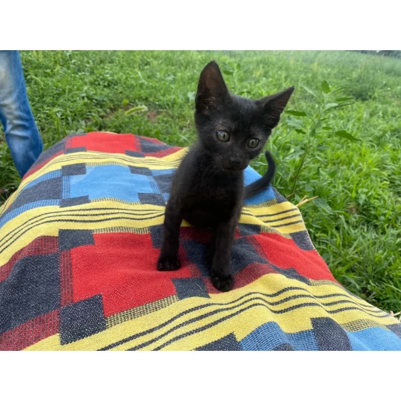 Right Eyebrow Boy, male Mixed Breed for adoption at All Souls Rescue Center