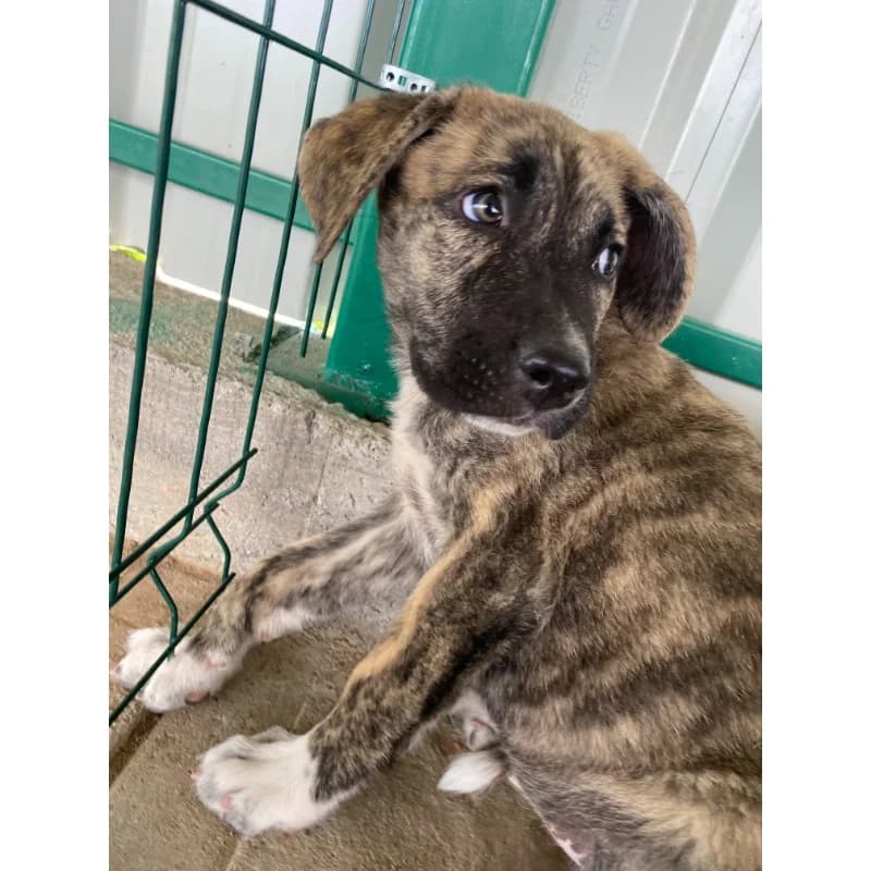 Shy Tiger Girl, female Mixed Breed for adoption at All Souls Rescue Center