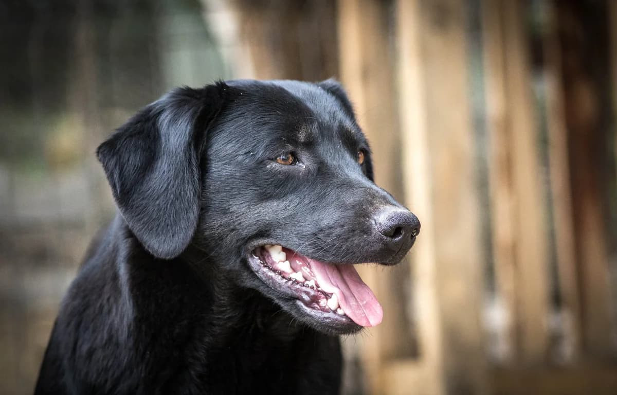 Maxi, male senior Mixed Breed for adoption at Angels 4 Animals