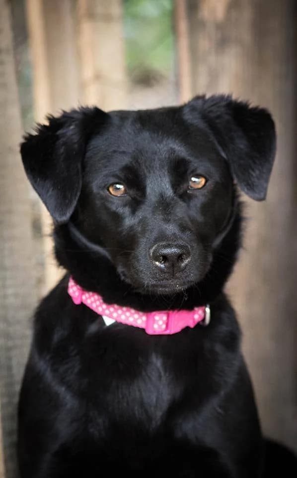 Minou, female senior Mixed Breed for adoption at Angels 4 Animals