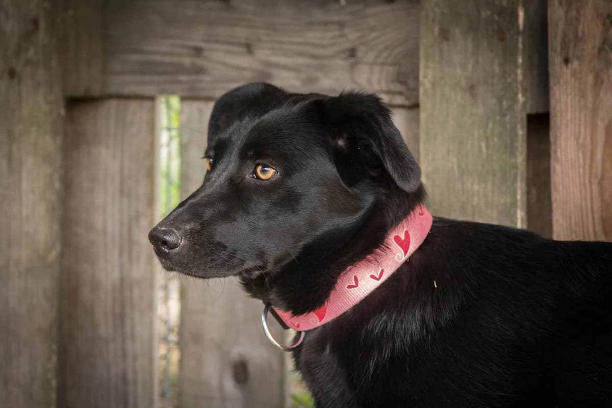 Marie, female senior Mixed Breed for adoption at Angels 4 Animals