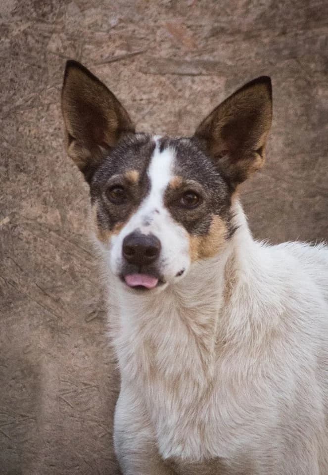 Adele, female senior Mixed Breed for adoption at Angels 4 Animals