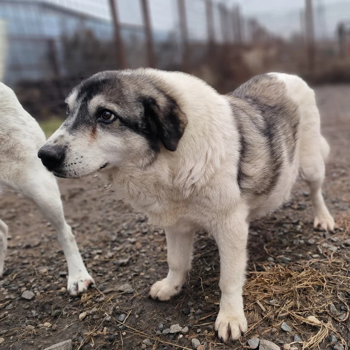 Gogu, male 6yo Mixed Breed for adoption at Arca lui Noe Cluj, Cluj-Napoca