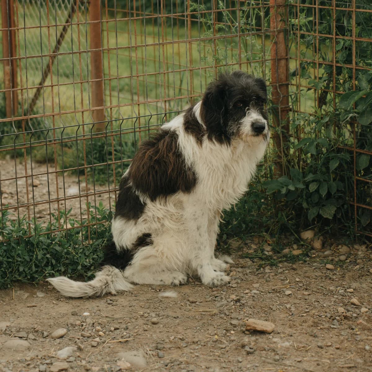 Kuny, female 6yo Mixed Breed for adoption at Arca lui Noe Cluj, Cluj-Napoca