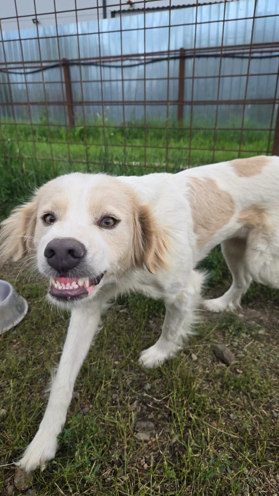 Nori, female Mixed Breed for adoption at Arca lui Noe Cluj, Cluj-Napoca
