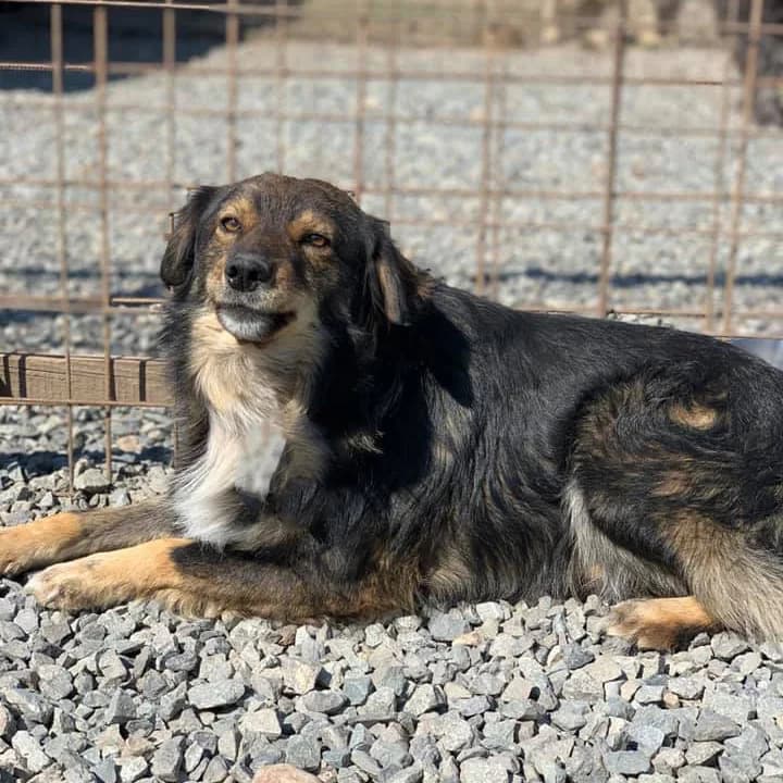 Razor, male 5yo Mixed Breed for adoption at Arca lui Noe Cluj, Cluj-Napoca