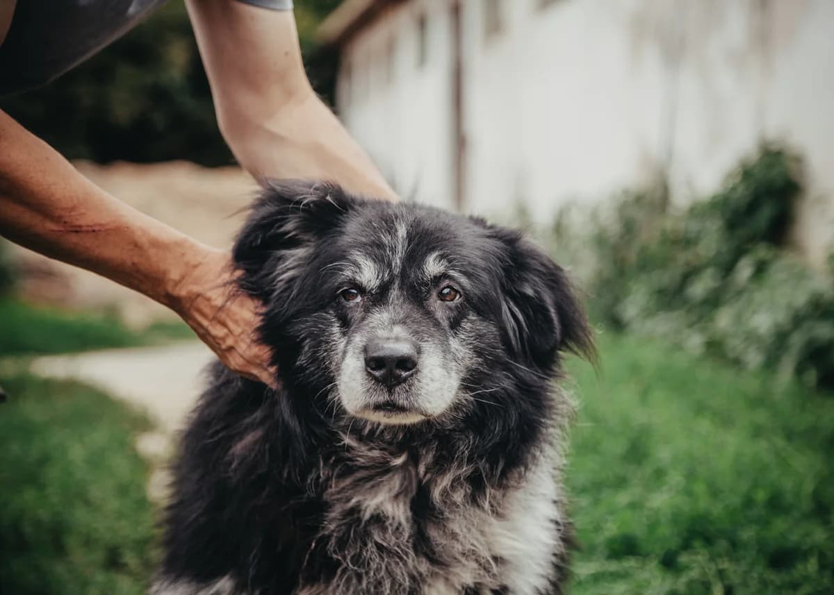 Aaron, male senior mixed breed for adoption at Arme Hundeseelen, Năsăud
