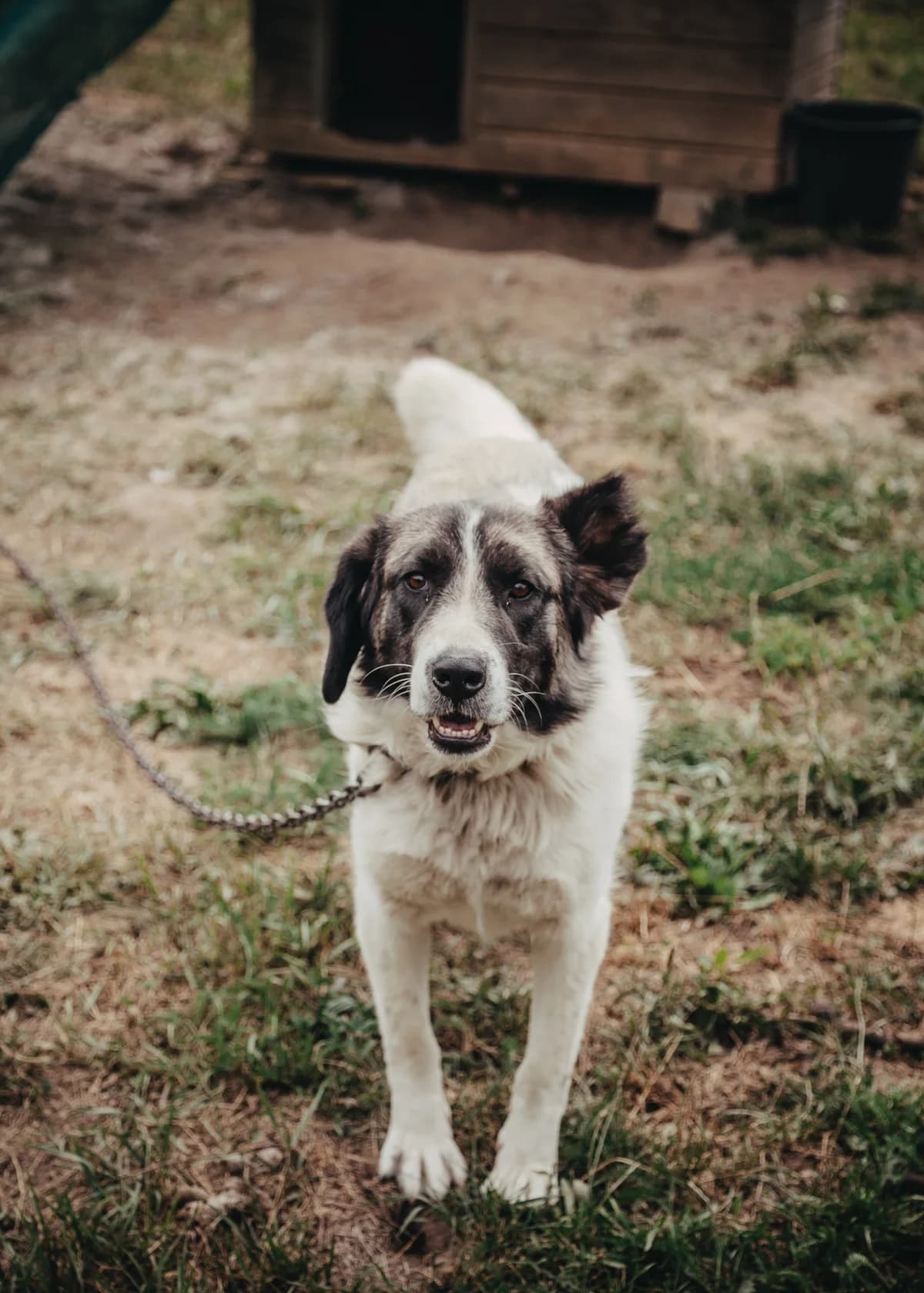 Allegra, female young Mixed Breed for adoption at Arme Hundeseelen, Năsăud