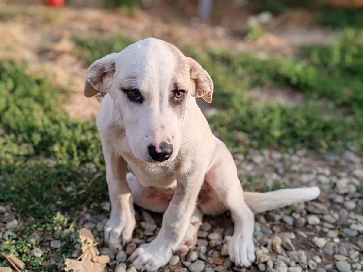 Amico, male puppy Mixed Breed for adoption at Arme Hundeseelen, Năsăud