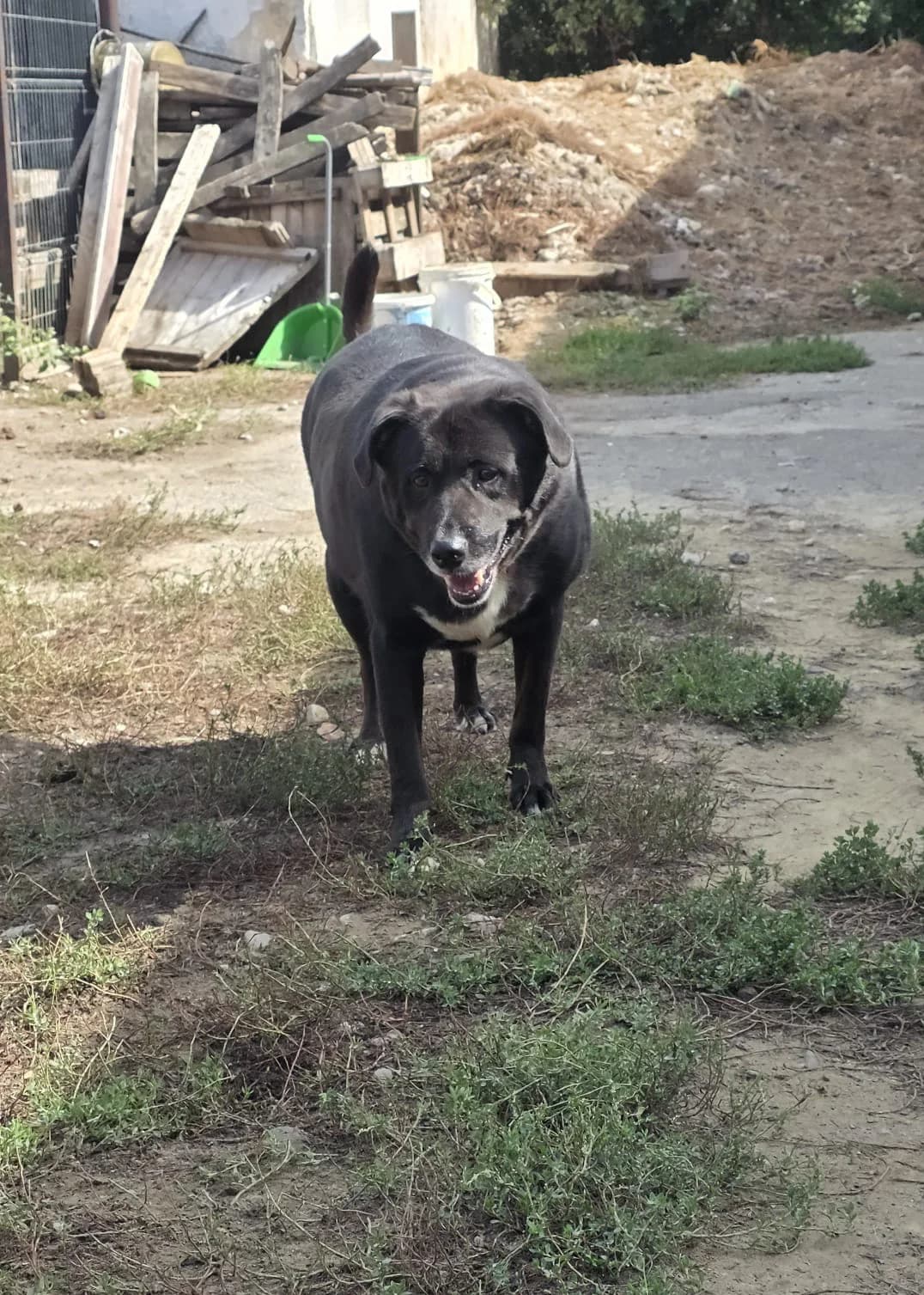 Bussi, male 6yo Labrador Retriever for adoption at Arme Hundeseelen, Năsăud