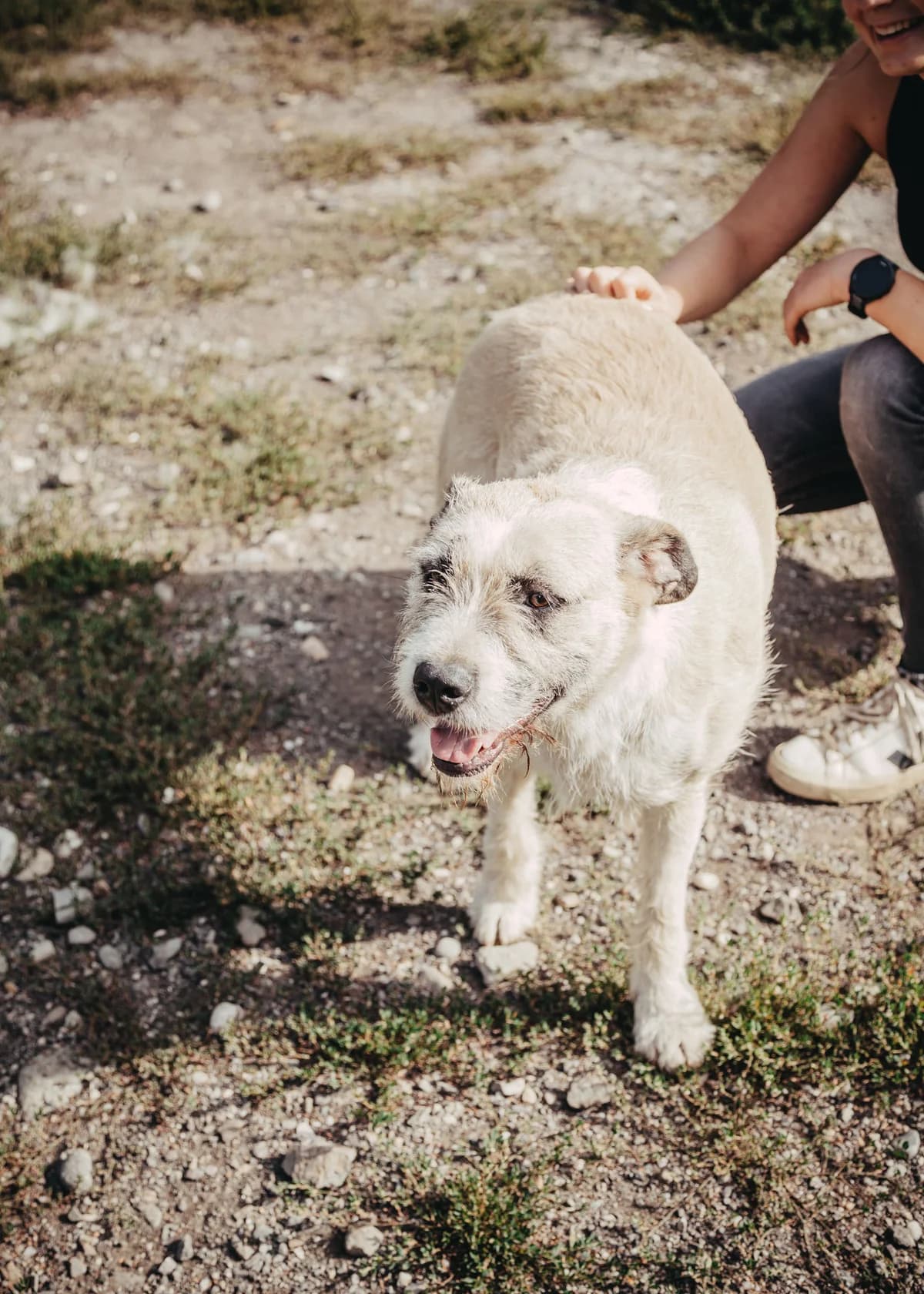 Delia, female young Mixed Breed for adoption at Arme Hundeseelen, Năsăud