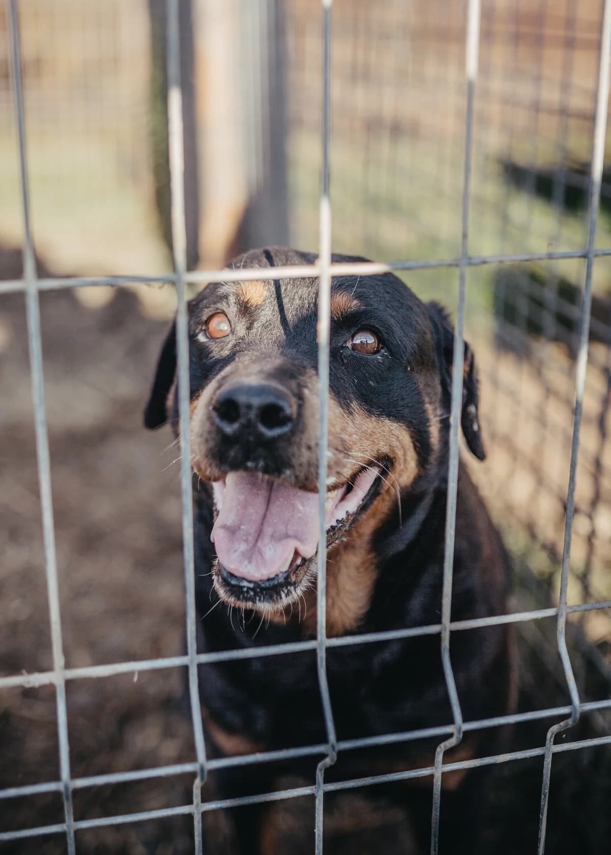Grete, female senior Rottweiler for adoption at Arme Hundeseelen, Năsăud