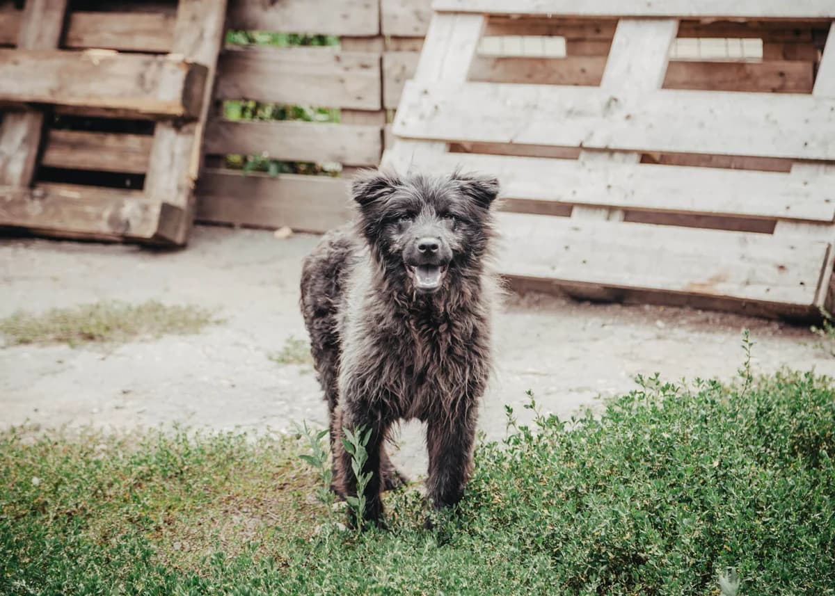 Ivy, female puppy mixed breed for adoption at Arme Hundeseelen, Năsăud