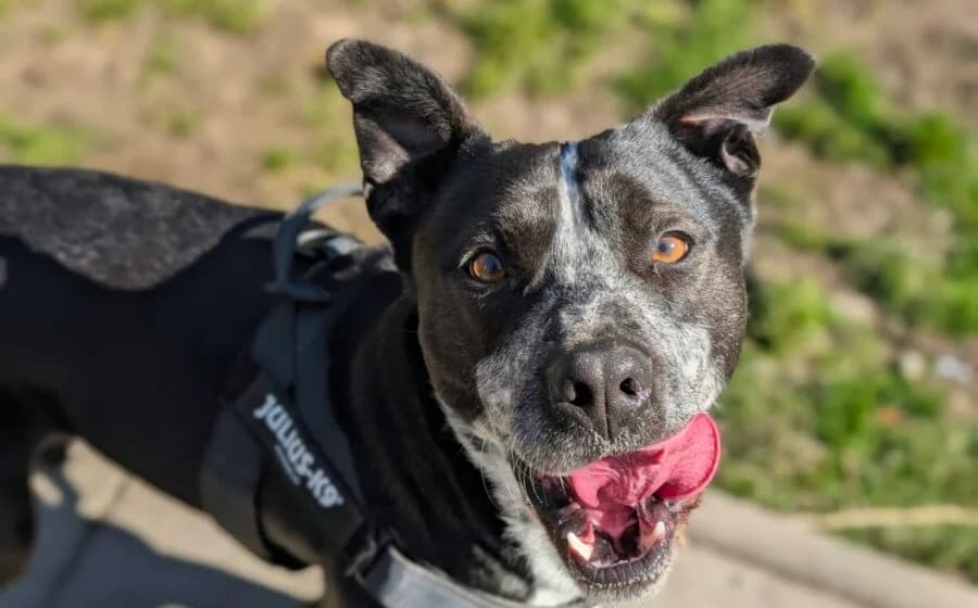 Jippie, male 6yo Staffordshire Bull Terrier for adoption at Arme Hundeseelen, Năsăud
