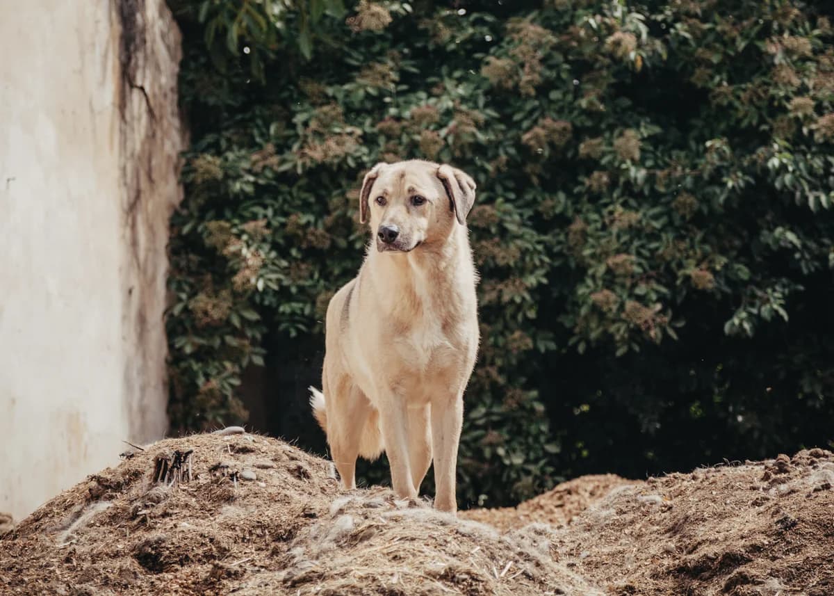 Jonny, male 7yo mixed breed for adoption at Arme Hundeseelen, Năsăud