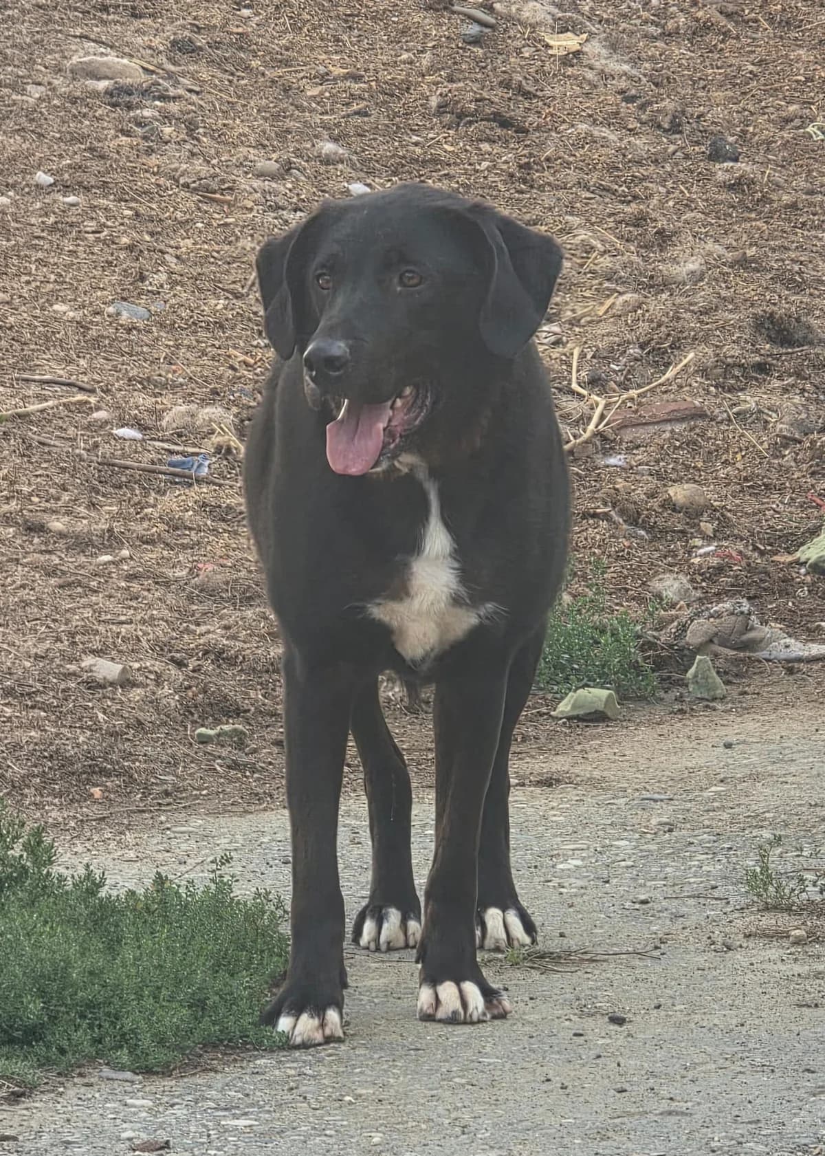 Jonte, male 6yo Labrador Retriever for adoption at Arme Hundeseelen, Năsăud