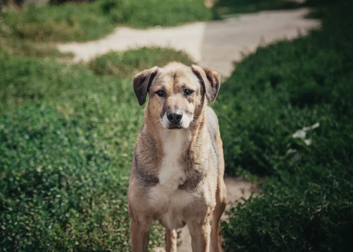 Joschi, male 7yo mixed breed for adoption at Arme Hundeseelen, Năsăud