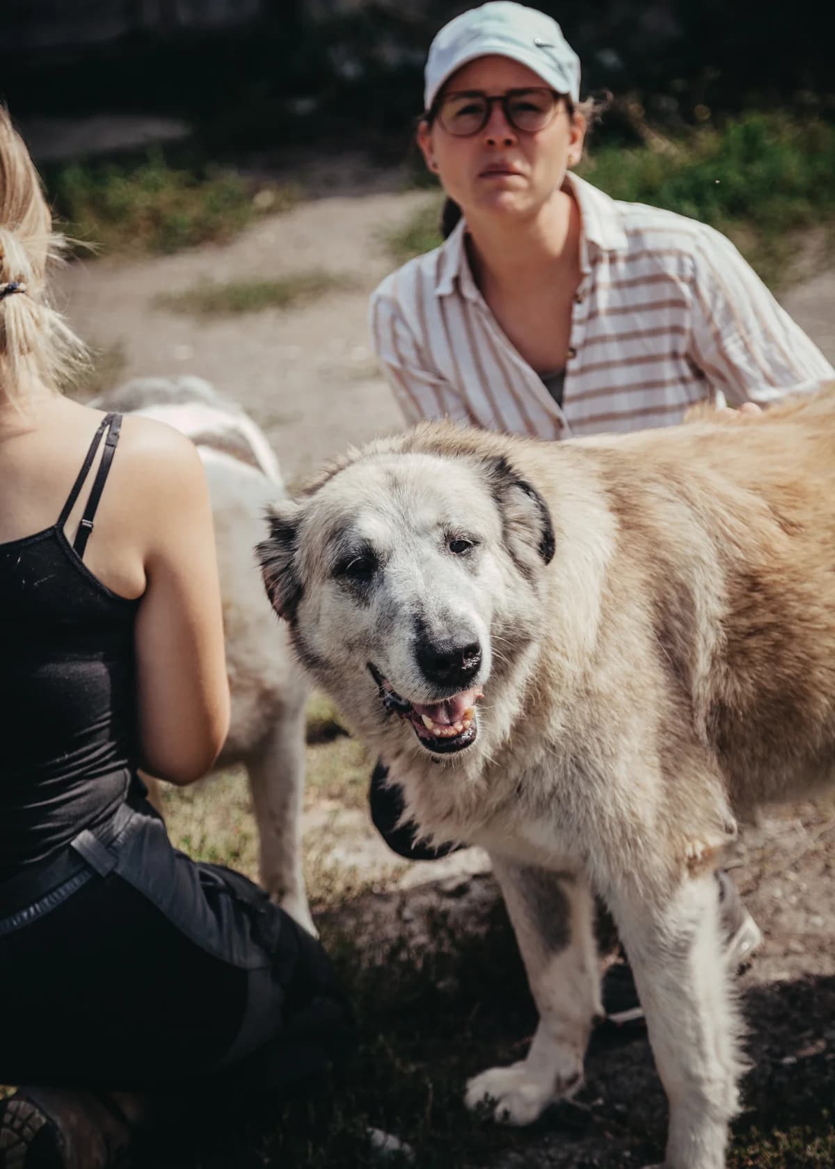 Kajsa, female senior mixed breed for adoption at Arme Hundeseelen, Năsăud