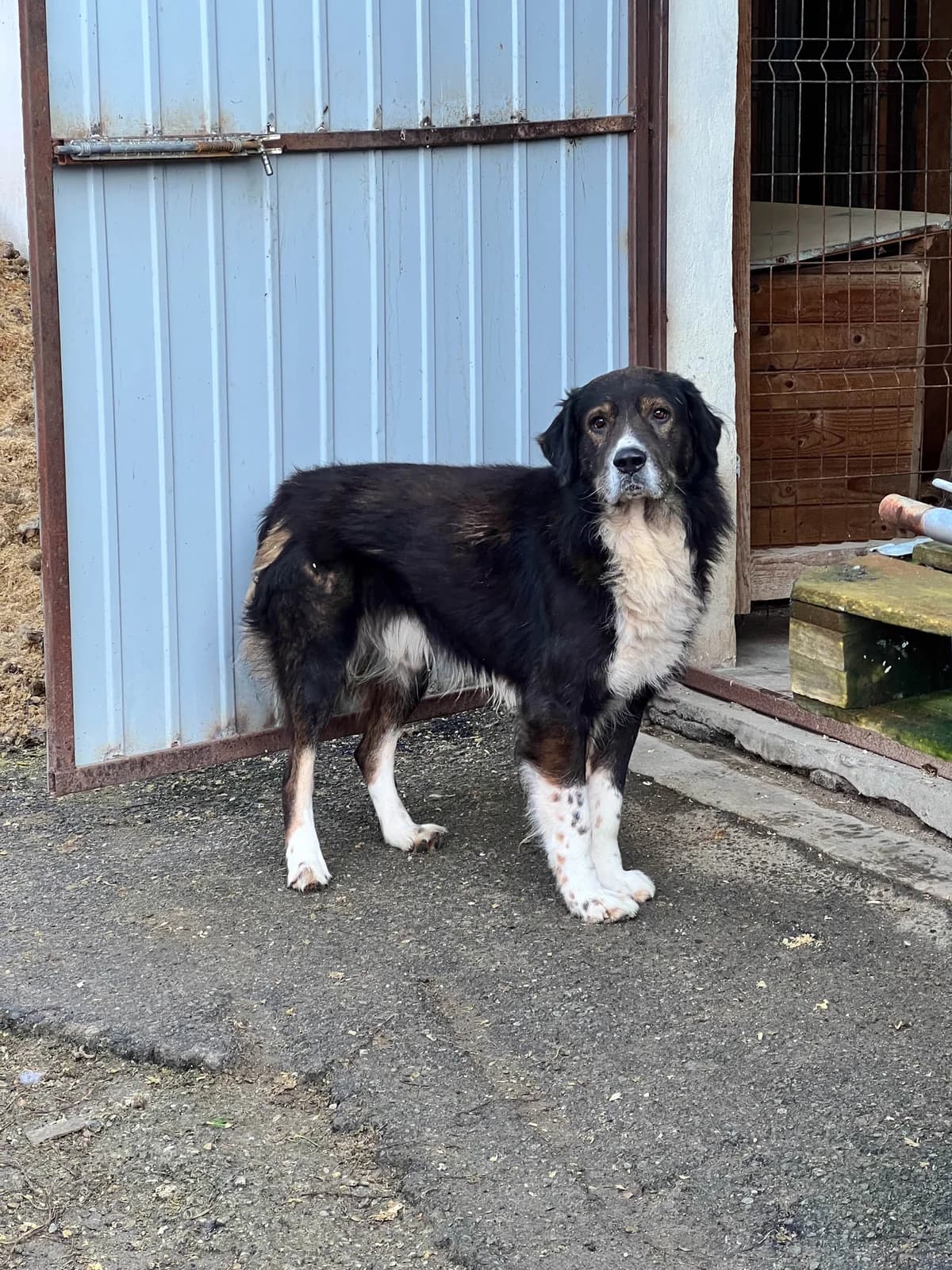 Kibo, male senior mixed breed for adoption at Arme Hundeseelen, Năsăud