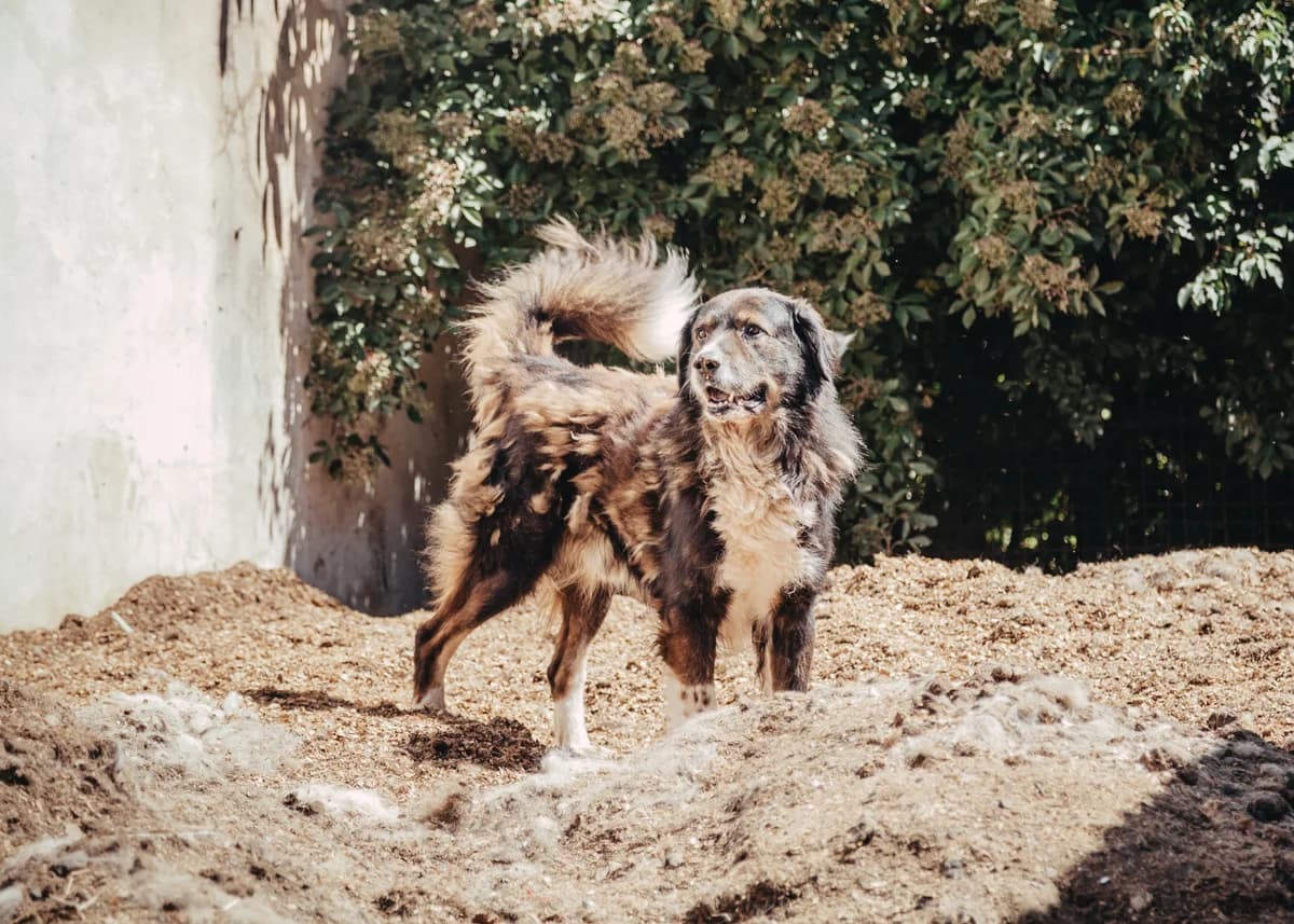 Kibo, male senior mixed breed for adoption at Arme Hundeseelen, Năsăud