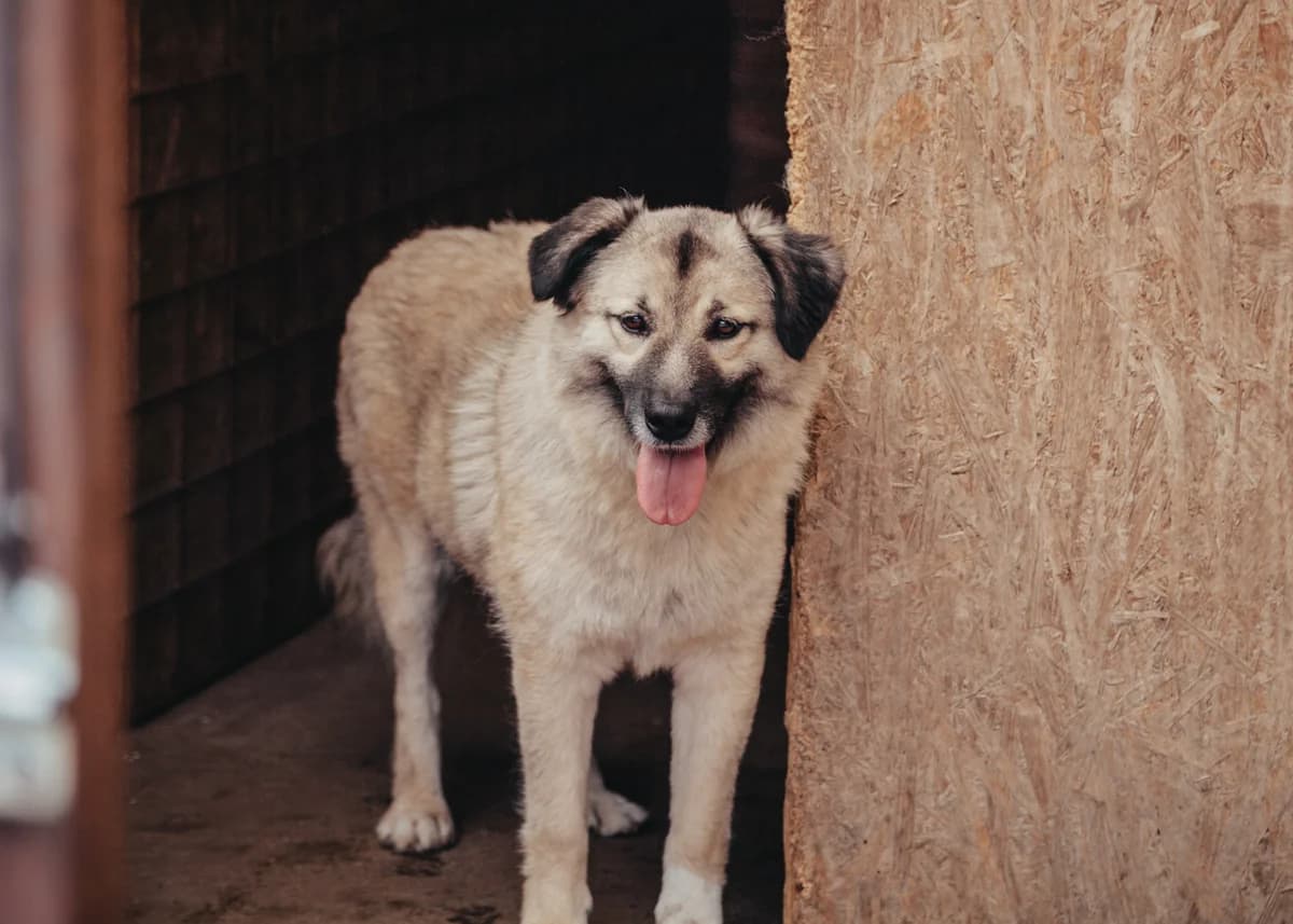 Kim, female 4yo Mixed Breed for adoption at Arme Hundeseelen, Năsăud