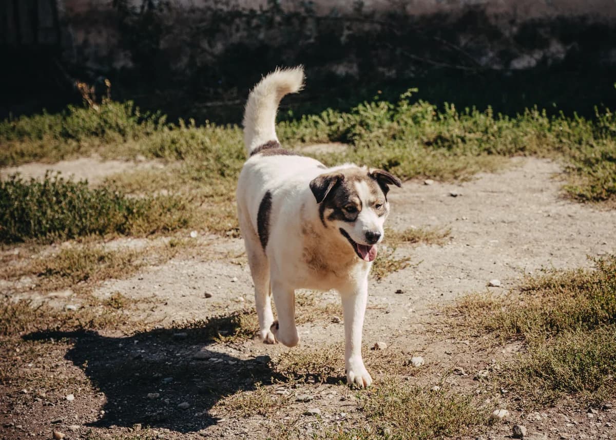 Kiran, male 6yo Mixed Breed for adoption at Arme Hundeseelen, Năsăud