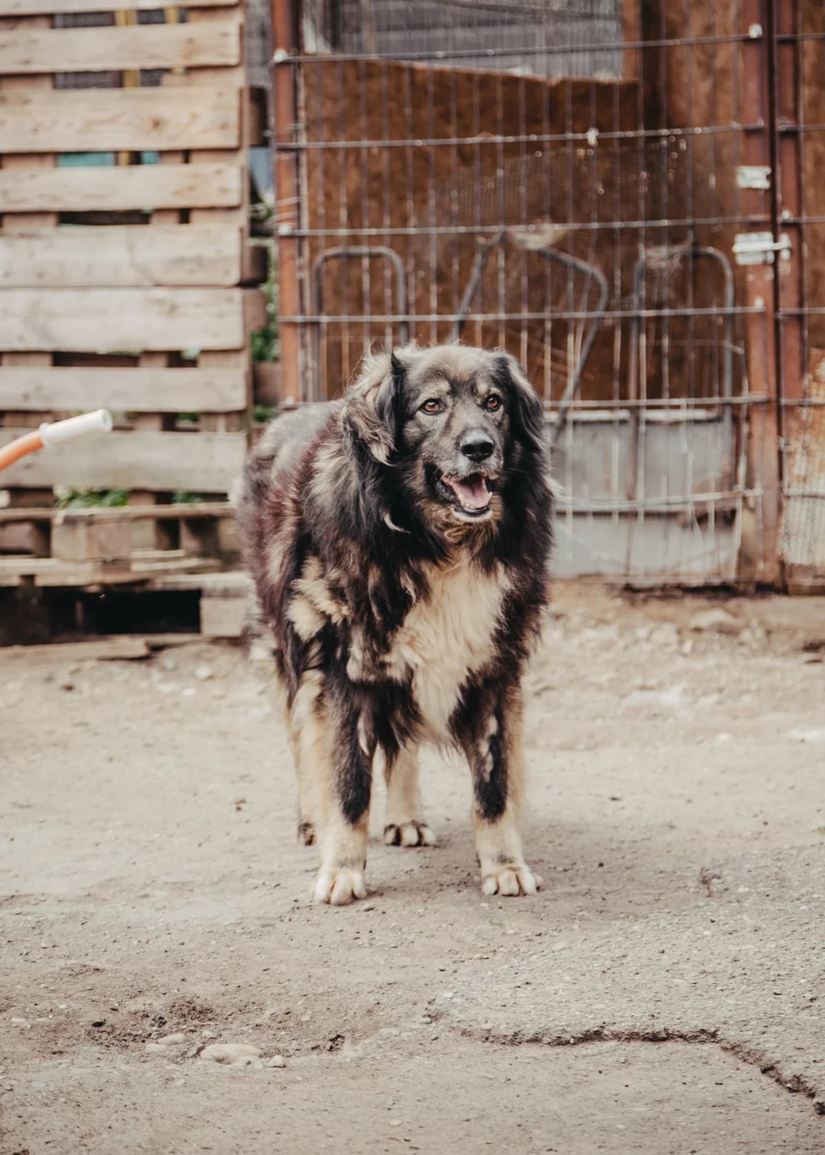 Luc, male senior mixed breed for adoption at Arme Hundeseelen, Năsăud