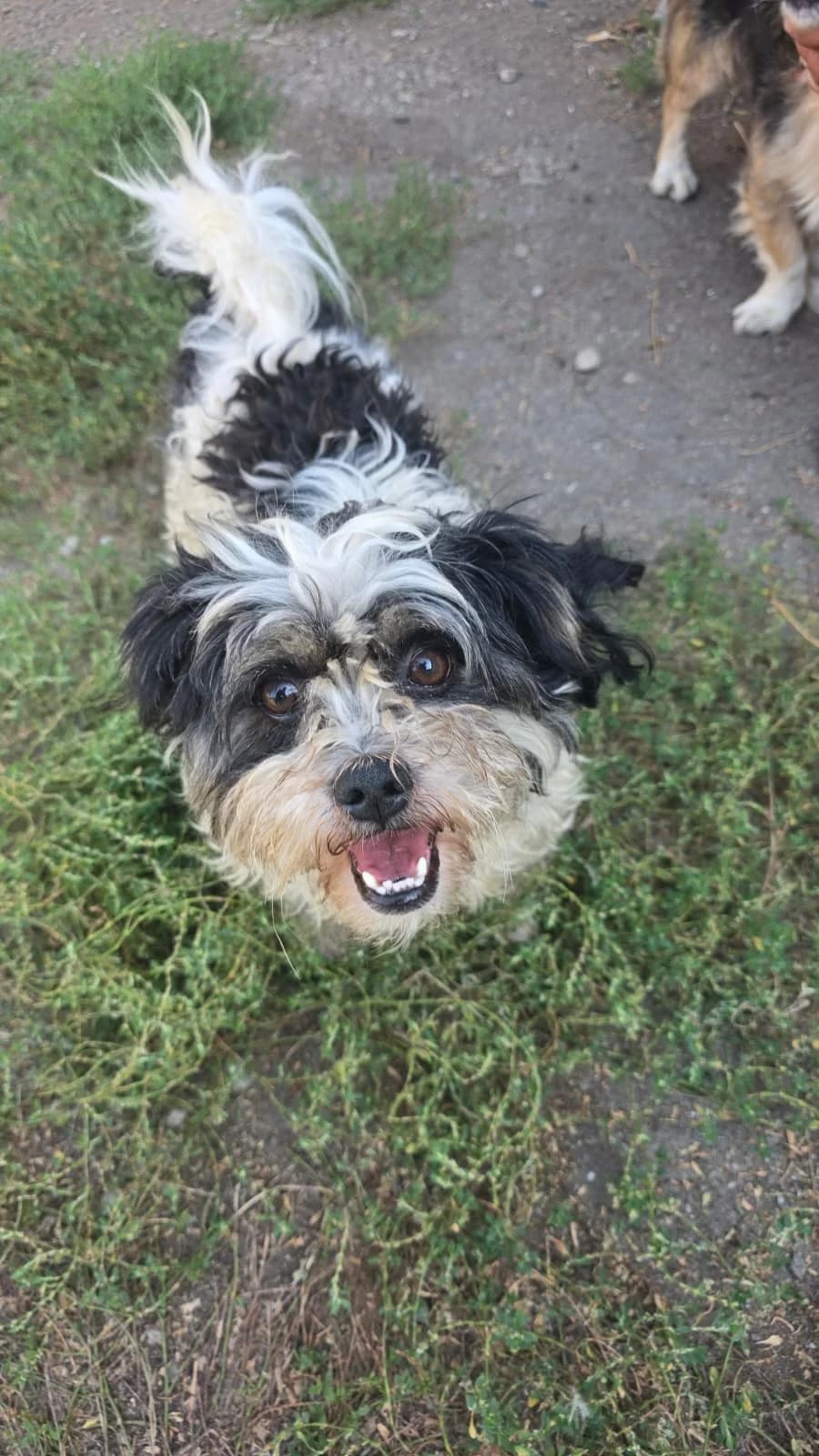 Luigi, male 3yo Mixed Breed for adoption at Arme Hundeseelen, Năsăud