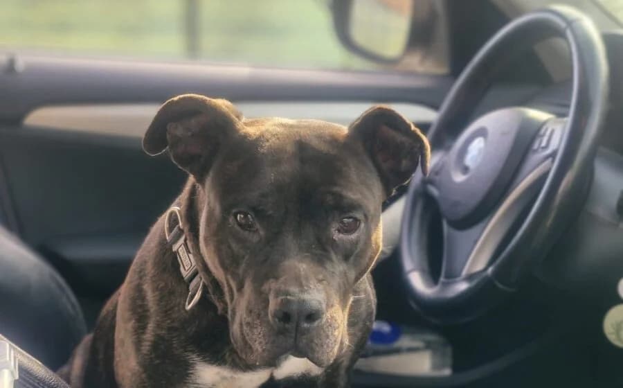 Luisa, female senior Staffordshire Bull Terrier for adoption at Arme Hundeseelen, Năsăud