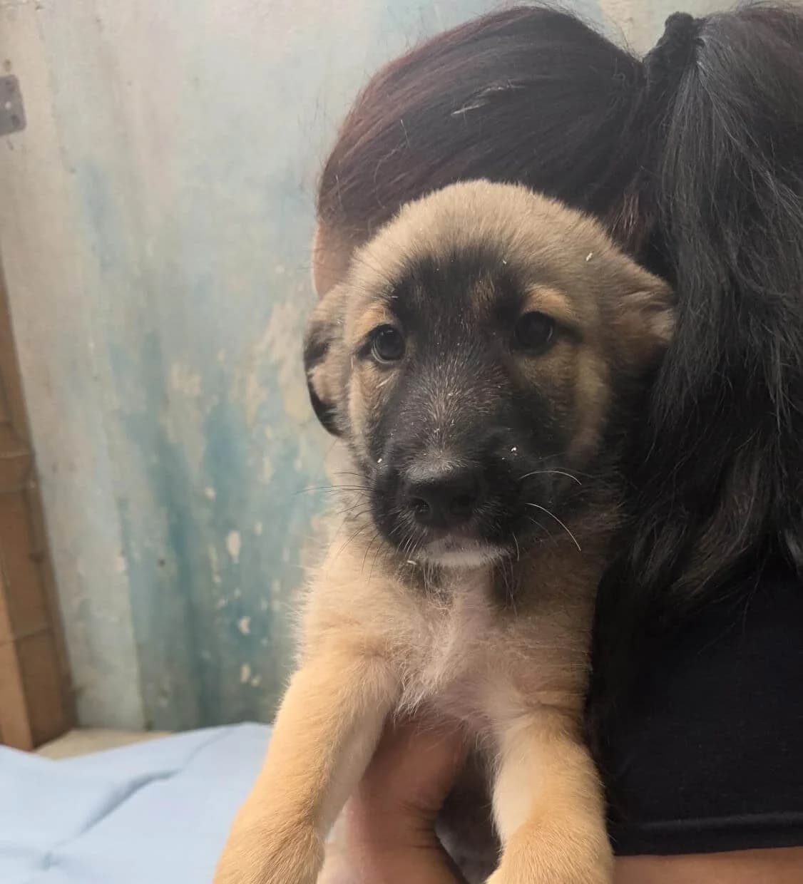 Mary Lou, female puppy Mixed Breed for adoption at Arme Hundeseelen, Năsăud