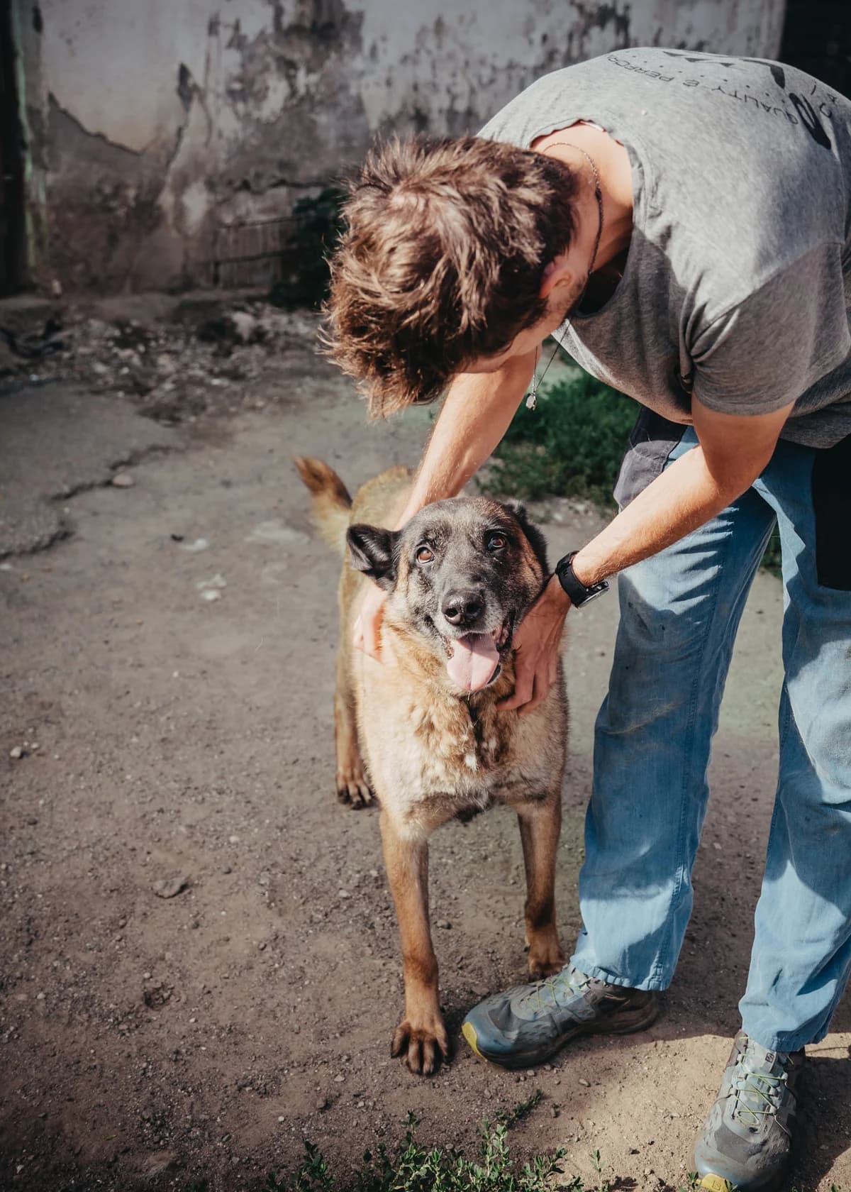 Maxi, male senior Belgian Malinois for adoption at Arme Hundeseelen, Năsăud