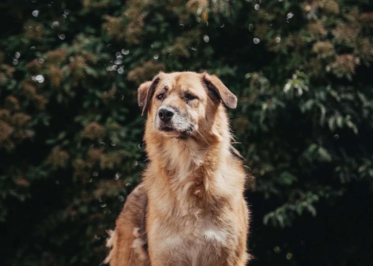 Melisa, female 7yo mixed breed for adoption at Arme Hundeseelen, Năsăud