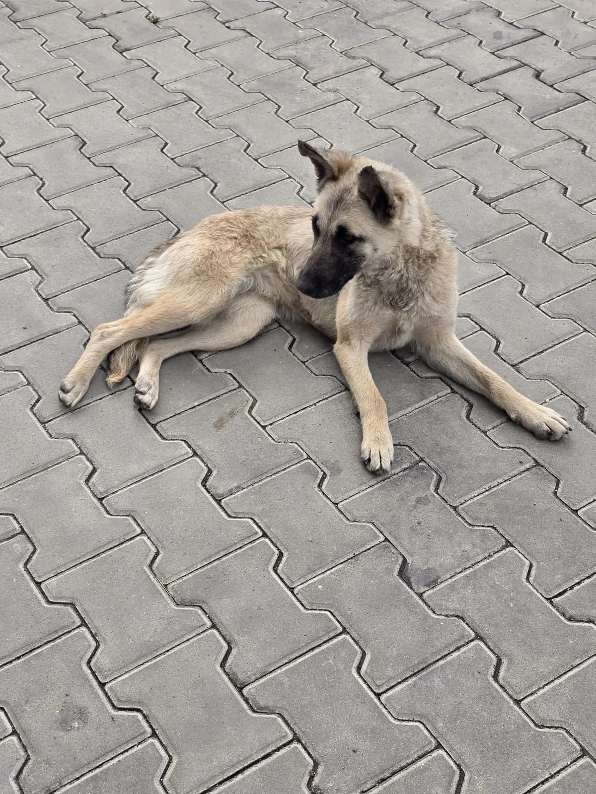 Pippi, female young mixed breed for adoption at Arme Hundeseelen, Năsăud