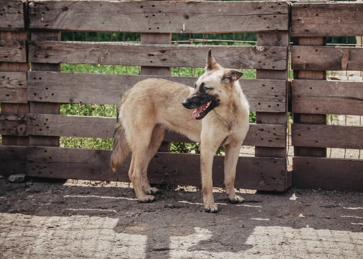Pippi, female young Mixed Breed for adoption at Arme Hundeseelen, Năsăud