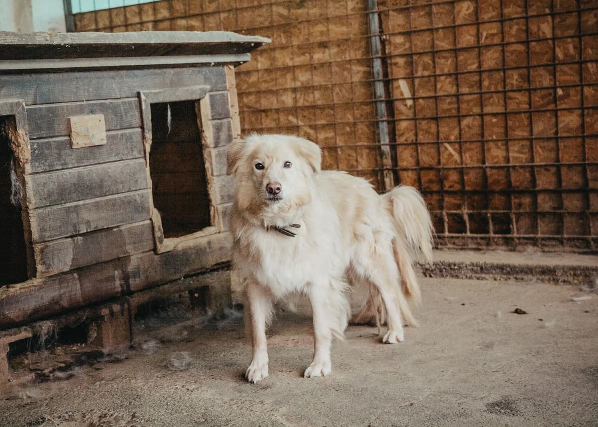 Richi, male senior mixed breed for adoption at Arme Hundeseelen, Năsăud