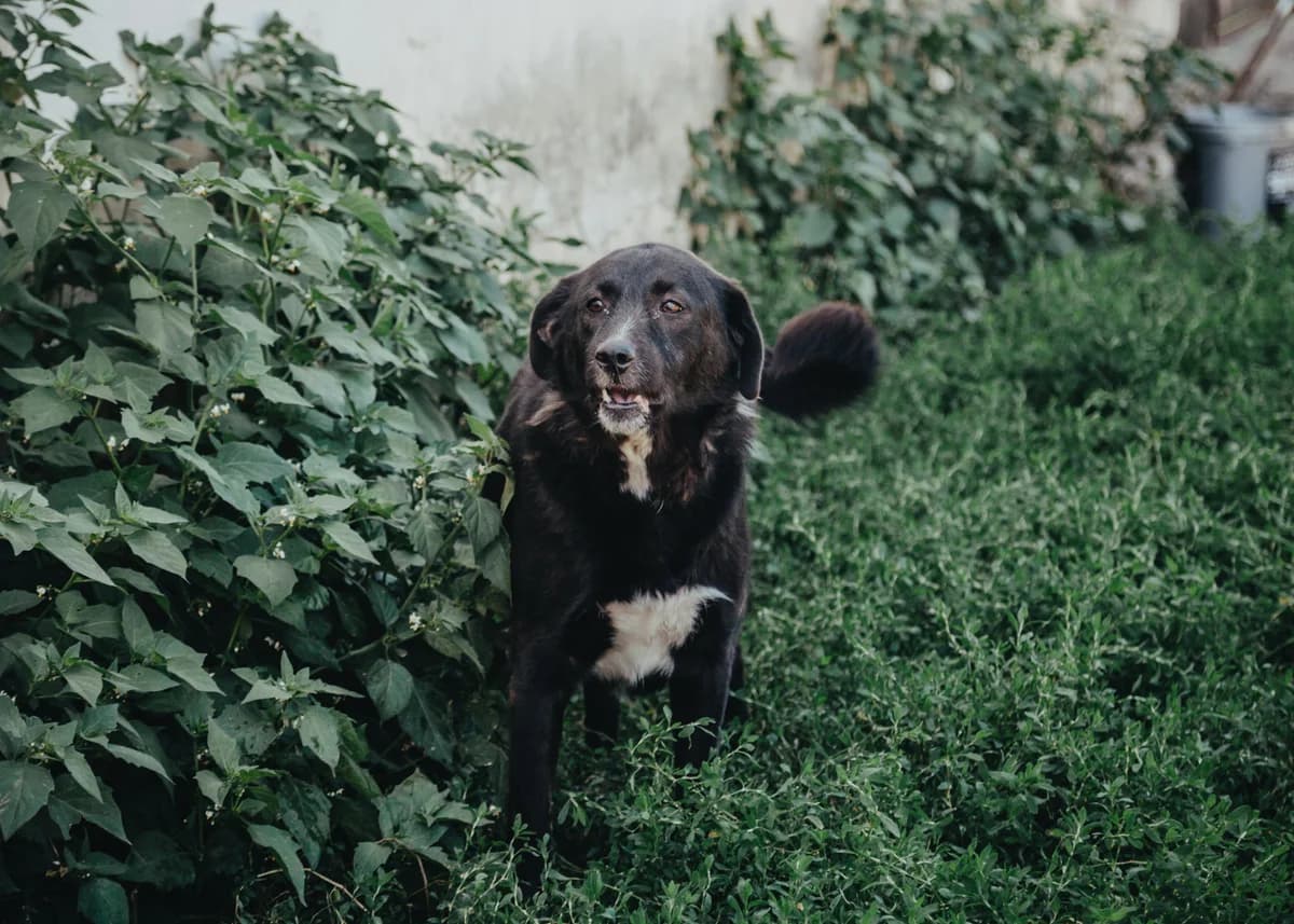 Sally, female 6yo Labrador Retriever for adoption at Arme Hundeseelen, Năsăud