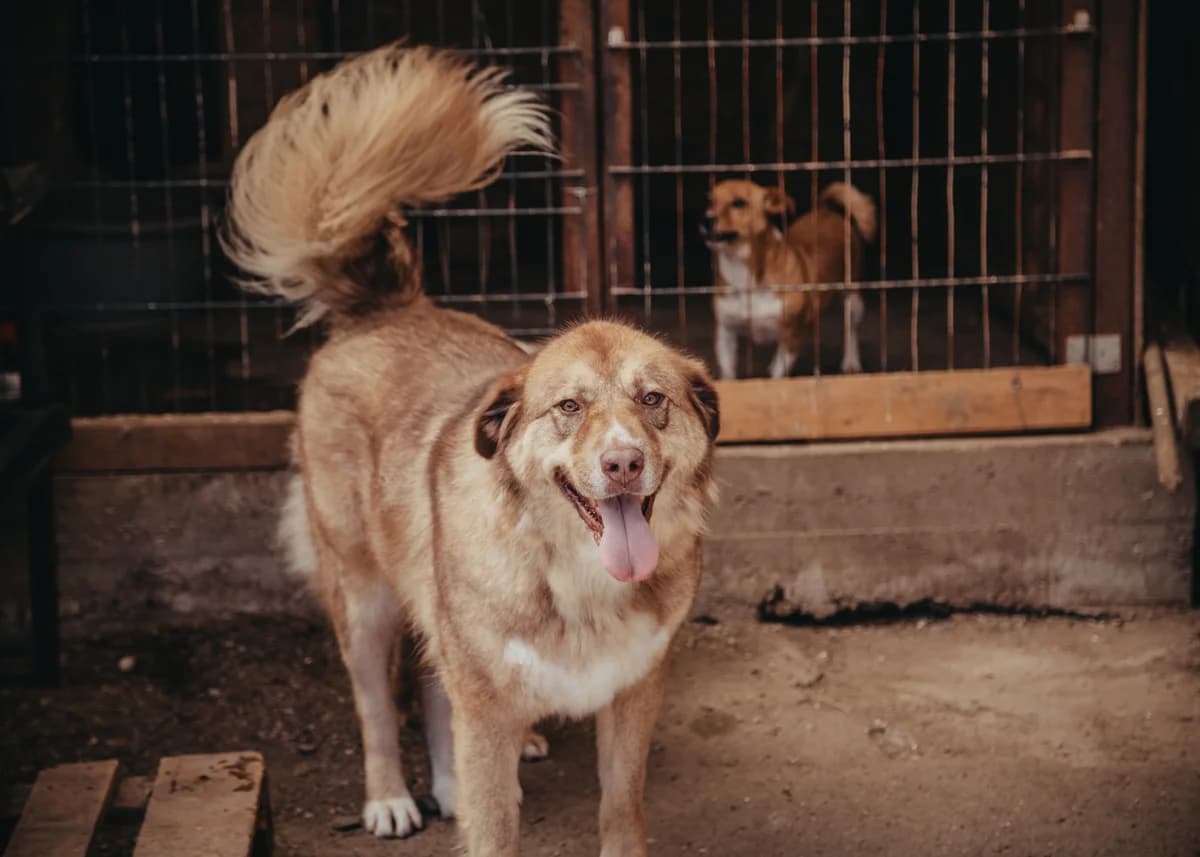 Sola, female 6yo mixed breed for adoption at Arme Hundeseelen, Năsăud