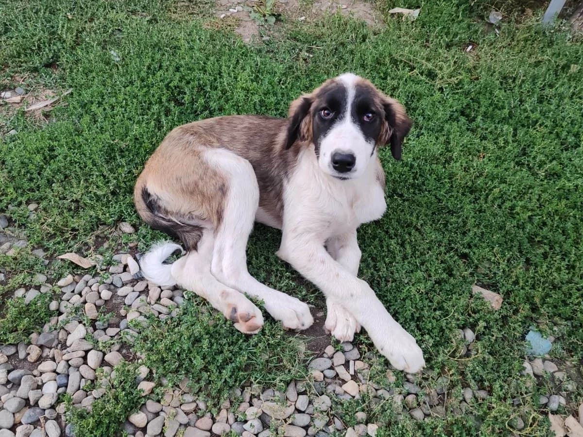 Sona, female puppy Mixed Breed for adoption at Arme Hundeseelen, Năsăud
