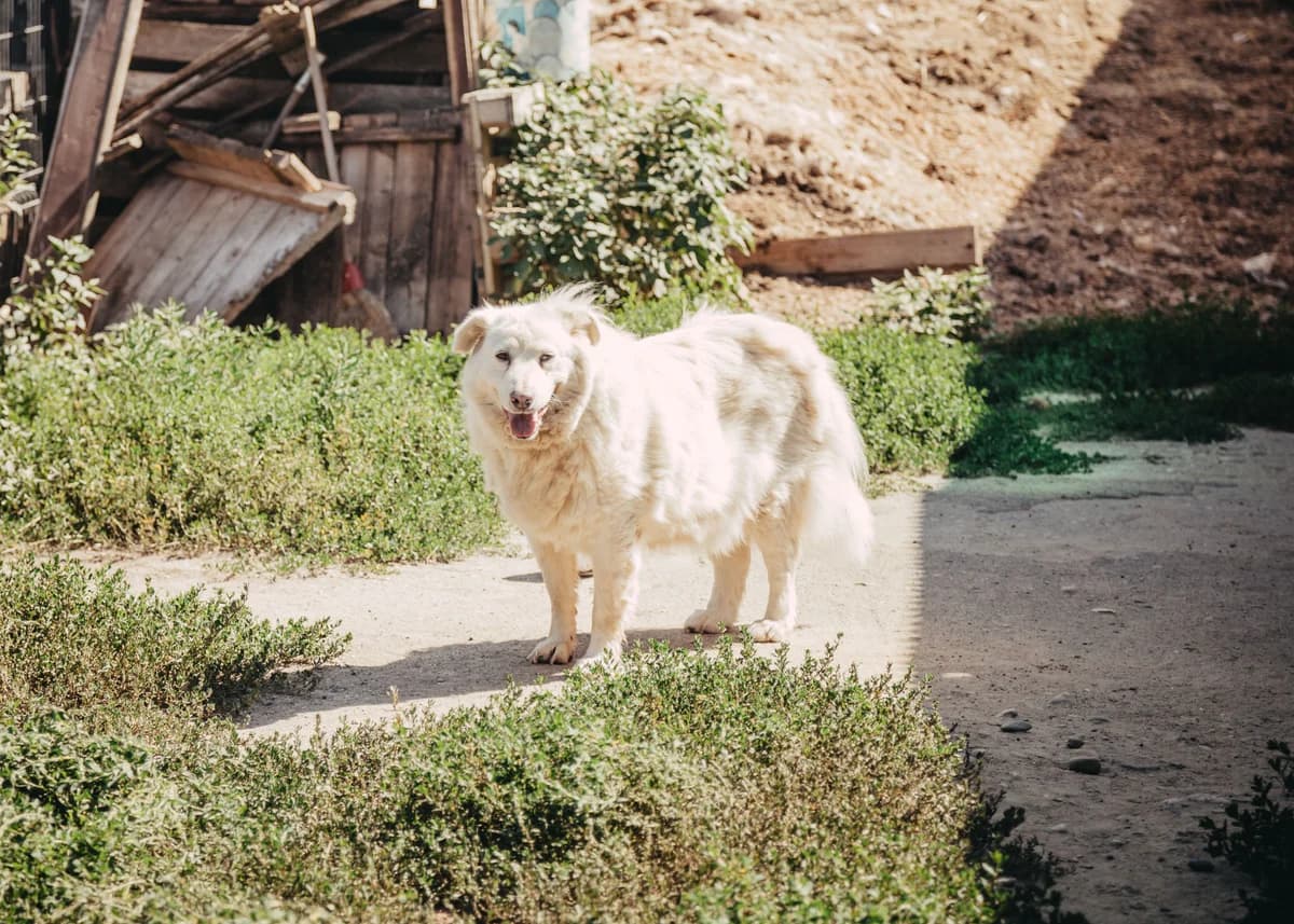 Tara, female senior mixed breed for adoption at Arme Hundeseelen, Năsăud